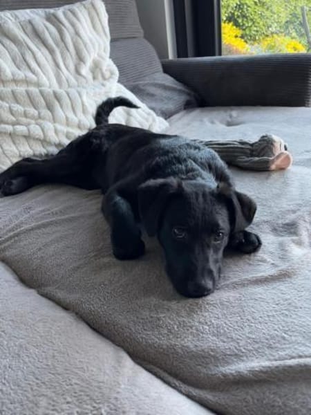 🐾 Seydi sucht ihr Für-immer-Zuhause 🐾