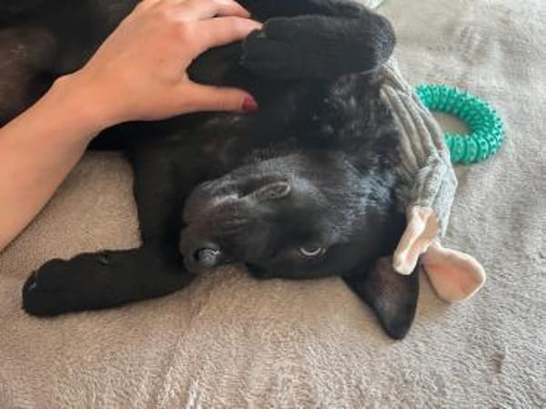 🐾 Seydi sucht ihr Für-immer-Zuhause 🐾