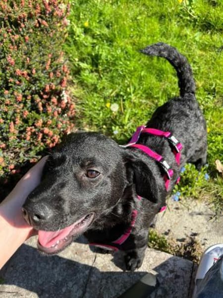 🐾 Seydi sucht ihr Für-immer-Zuhause 🐾