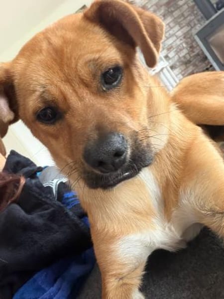 Jax sucht sein Zuhause