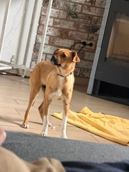 Jax sucht sein Zuhause