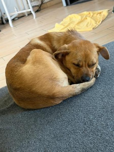 Jax sucht sein Zuhause