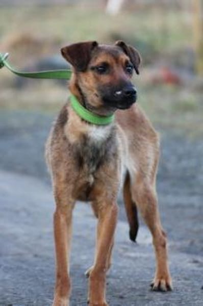 Pom - zutraulich u. verspielt