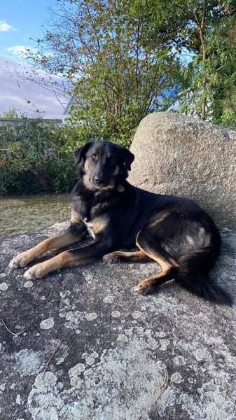 Lille - wundervolle Hundedame