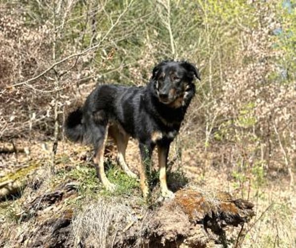 Lille - wundervolle Hundedame