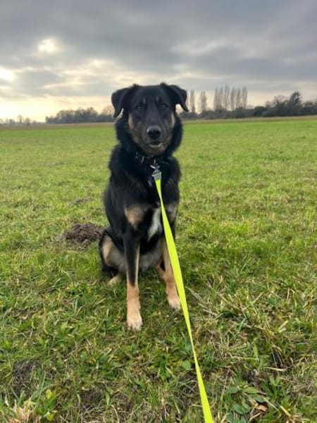 Lille - wundervolle Hundedame