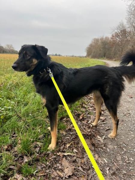 Lille - wundervolle Hundedame