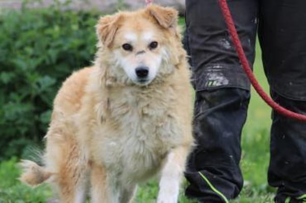 Bailey - hübscher, aufgeweckter Rüde