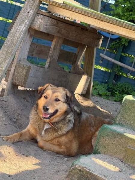 Abby sucht ihr Zuhause