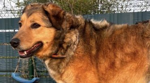 Abby sucht ihr Zuhause