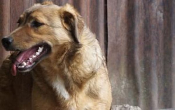 Abby sucht ihr Zuhause