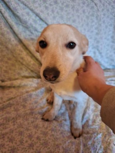 Mézi, ruhiges Seelchen, ca. 8 Monate