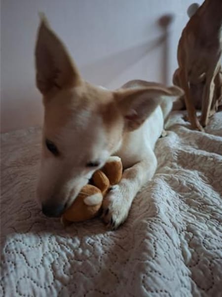 Mézi, ruhiges Seelchen, ca. 8 Monate