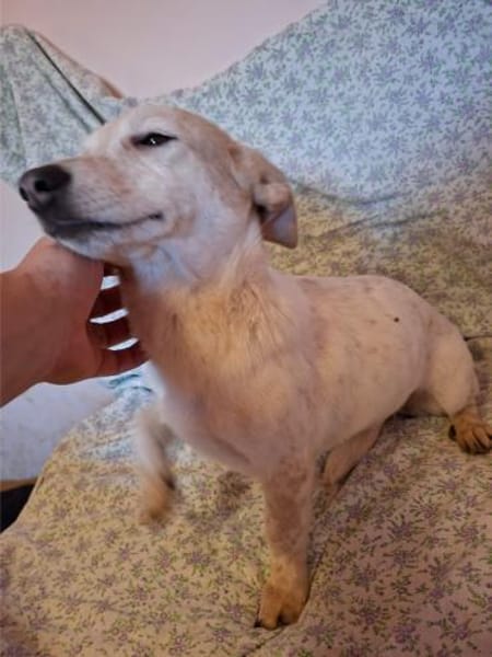 Mézi, ruhiges Seelchen, ca. 8 Monate