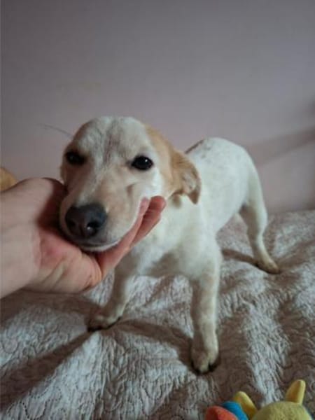 Mézi, ruhiges Seelchen, ca. 8 Monate