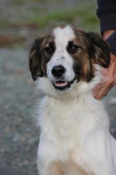 Tamas - unkomplizierter Jungrüde