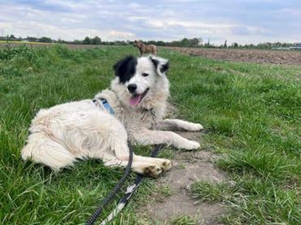 Bootsmann sucht seine Menschen