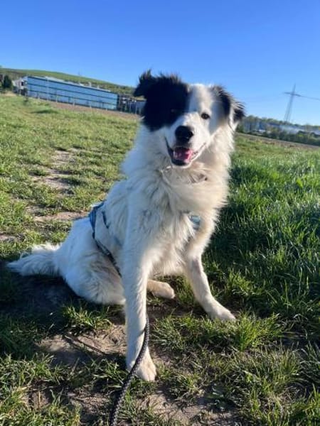 Bootsmann sucht seine Menschen