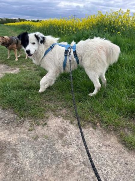 Bootsmann sucht seine Menschen