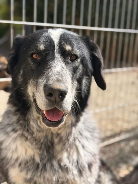 BALU - aufgeweckter, junger Rüde