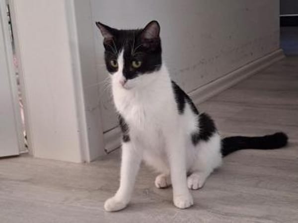 Isabella, neugieriges Katzenkind, 11M