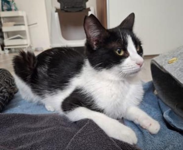 Isabella, neugieriges Katzenkind, 11M