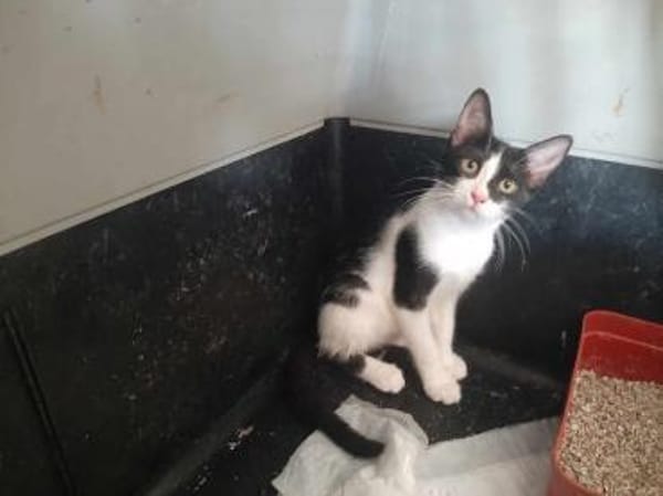 Isabella, neugieriges Katzenkind, 11M