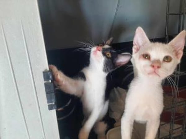 Isabella, neugieriges Katzenkind, 11M