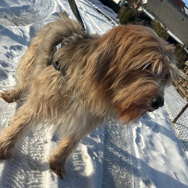 Barlo ❤ muss leider umziehen