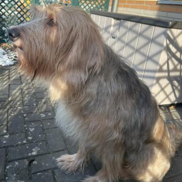 Barlo ❤ muss leider umziehen