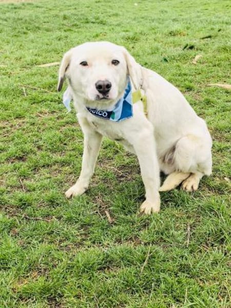 Daniel ein toller Labbymix