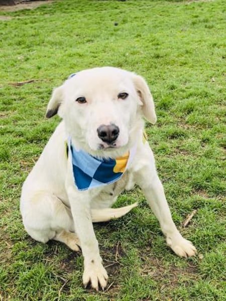 Daniel ein toller Labbymix