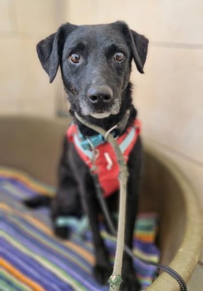 Alva sucht ein Zuhause