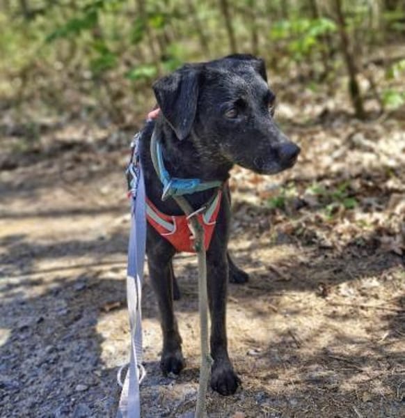 Alva sucht ein Zuhause