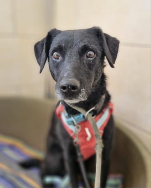 Alva sucht ein Zuhause