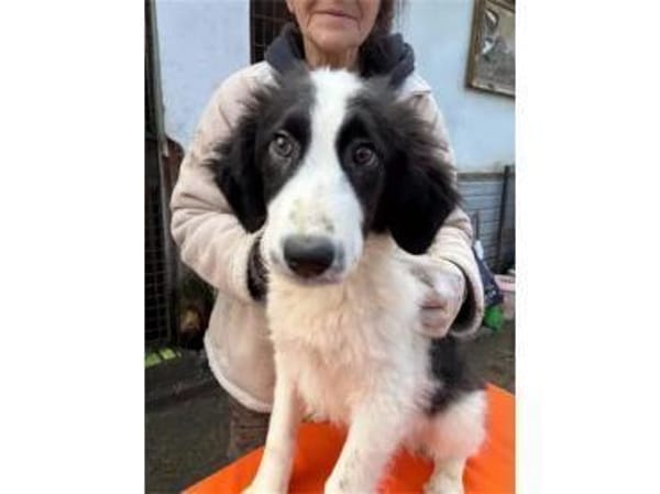 Alma - wartet in 99310 Arnstadt