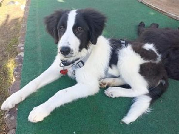 Alma - wartet in 99310 Arnstadt