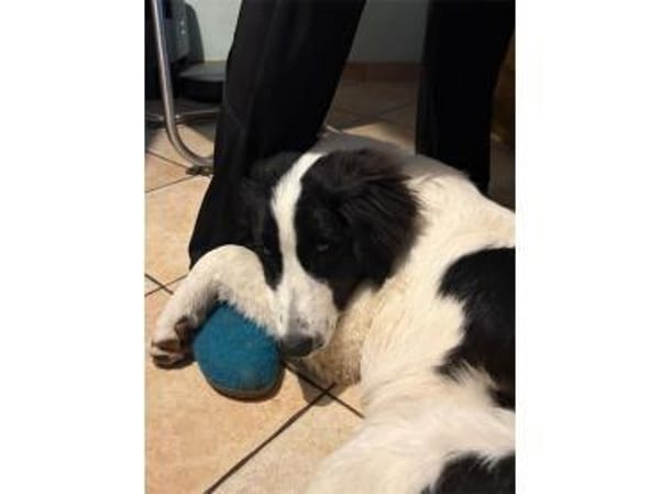 Alma - wartet in 99310 Arnstadt