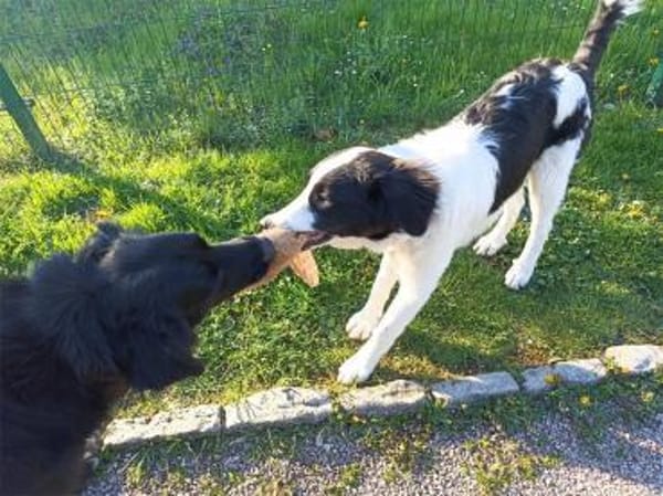 Alma - wartet in 99310 Arnstadt