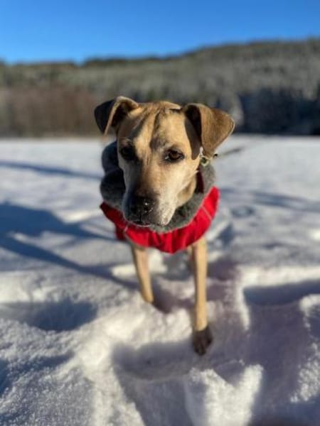 Arleta, verschmuste Hündin, 7J 76532