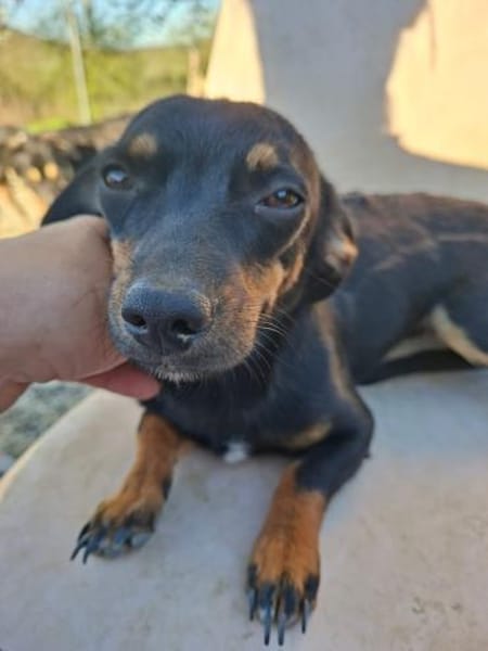 Csiperke, zauberhafte Kämpferin, ca. 2 J