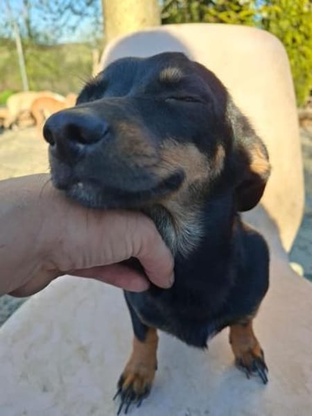 Csiperke, zauberhafte Kämpferin, ca. 2 J