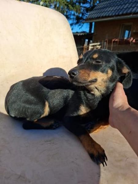 Csiperke, zauberhafte Kämpferin, ca. 2 J