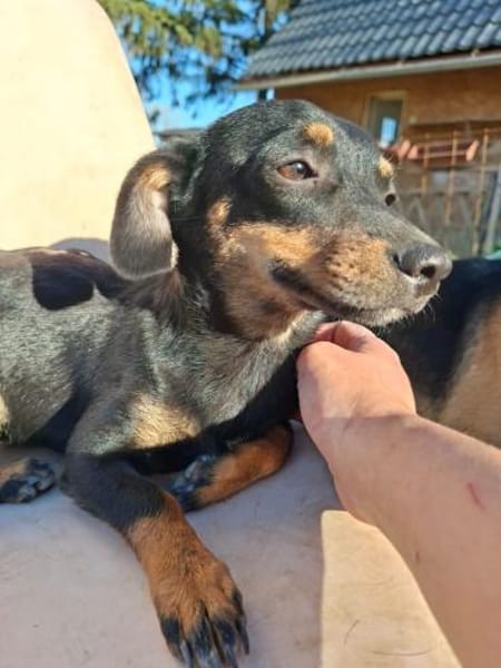 Csiperke, zauberhafte Kämpferin, ca. 2 J