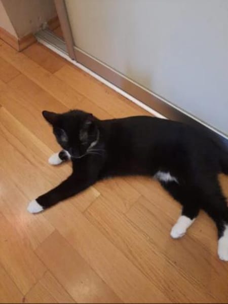 Musti Freundliches Katzenmädel