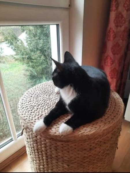 Musti Freundliches Katzenmädel