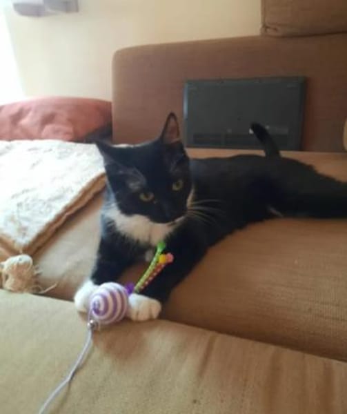 Musti Freundliches Katzenmädel