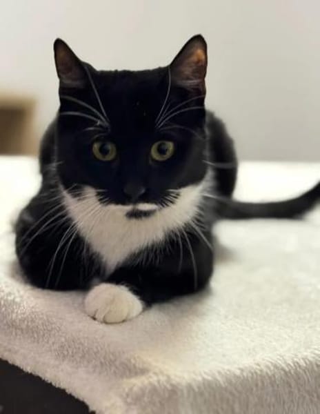 Musti Freundliches Katzenmädel