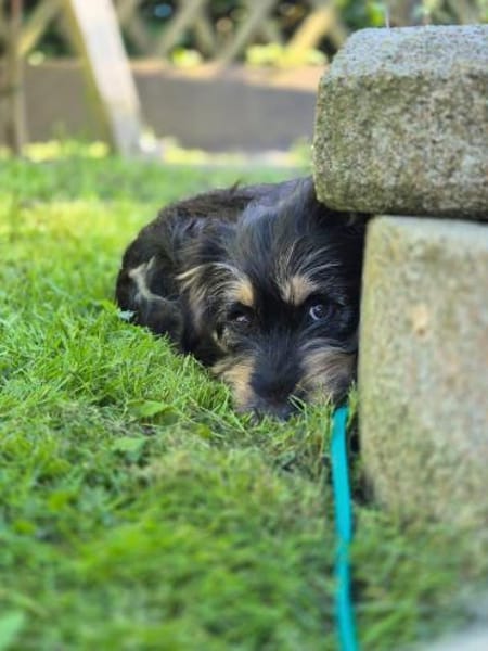 Zara sucht ein Zuhause