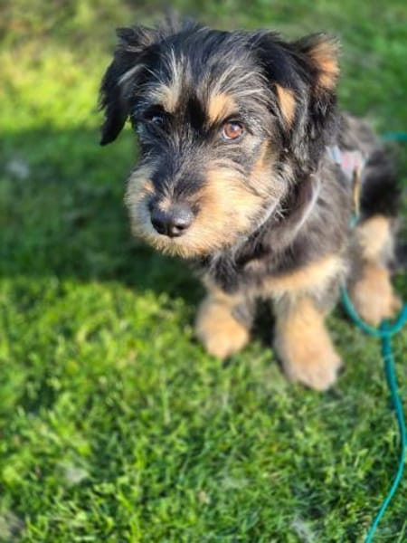 Zara sucht ein Zuhause